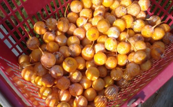 弥彦ぎんちゃん